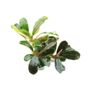 Bucephalandra Lo Black Pearl - pianta rara epifita da primo piano