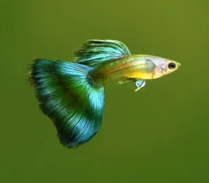 Guppy maschio Green-blue Moscow, Poecilia reticulata male 3,5 cm