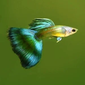 Coppia di Guppy Green-blue Moscow, Poecilia reticulata 3,5 cm maschio + femmina