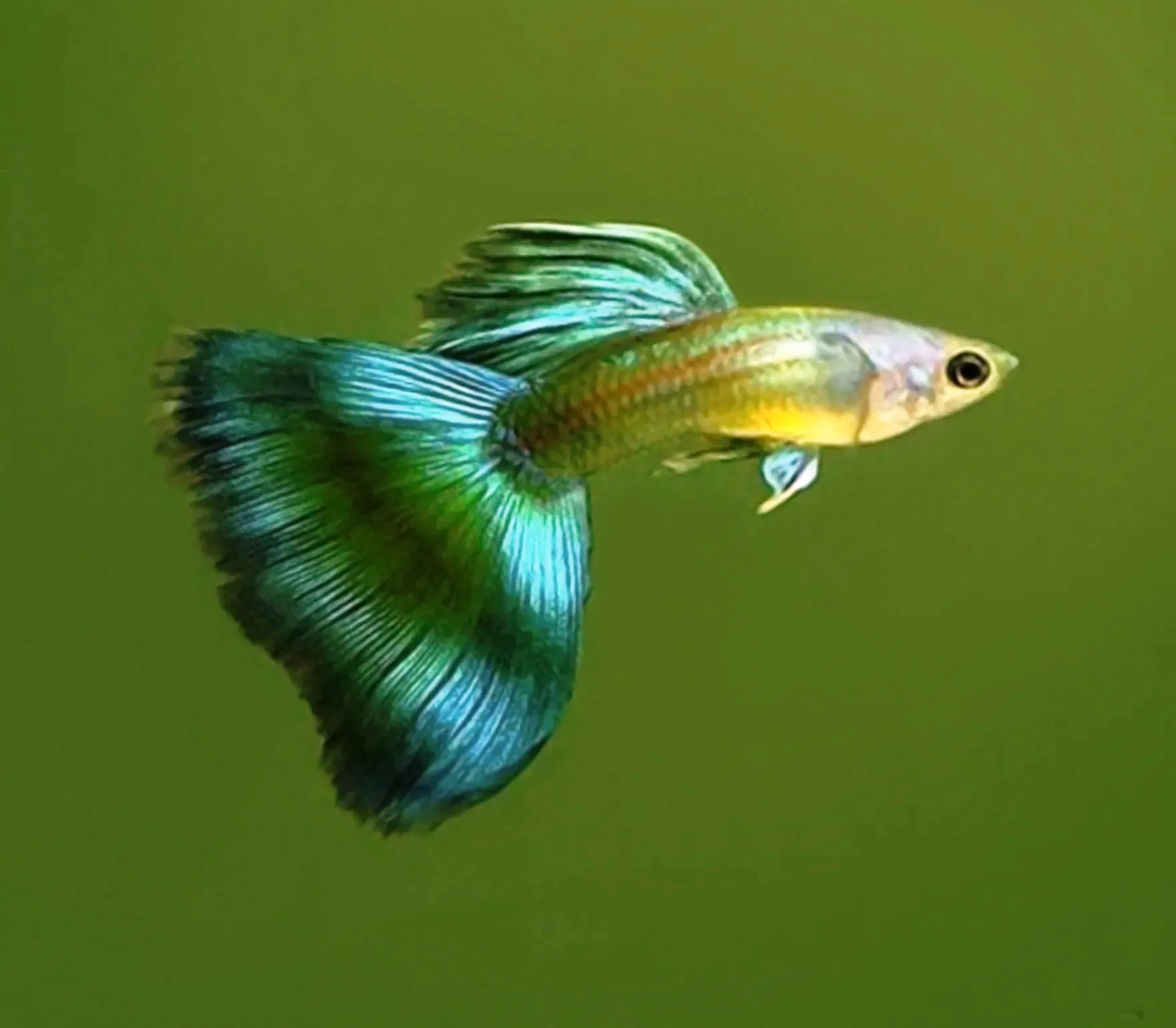 Coppia di Guppy Green-blue Moscow, Poecilia reticulata 3,5 cm maschio + femmina