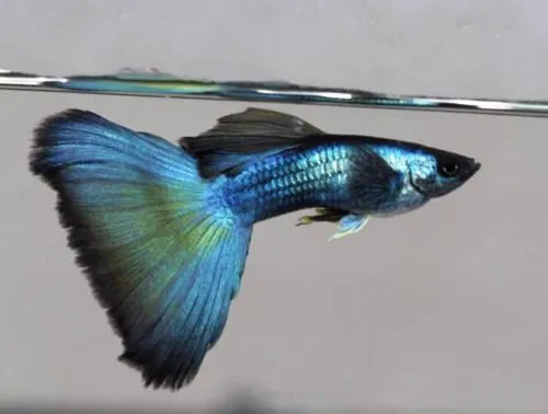 Coppia di Guppy Green-blue Moscow, Poecilia reticulata 3,5 cm maschio + femmina