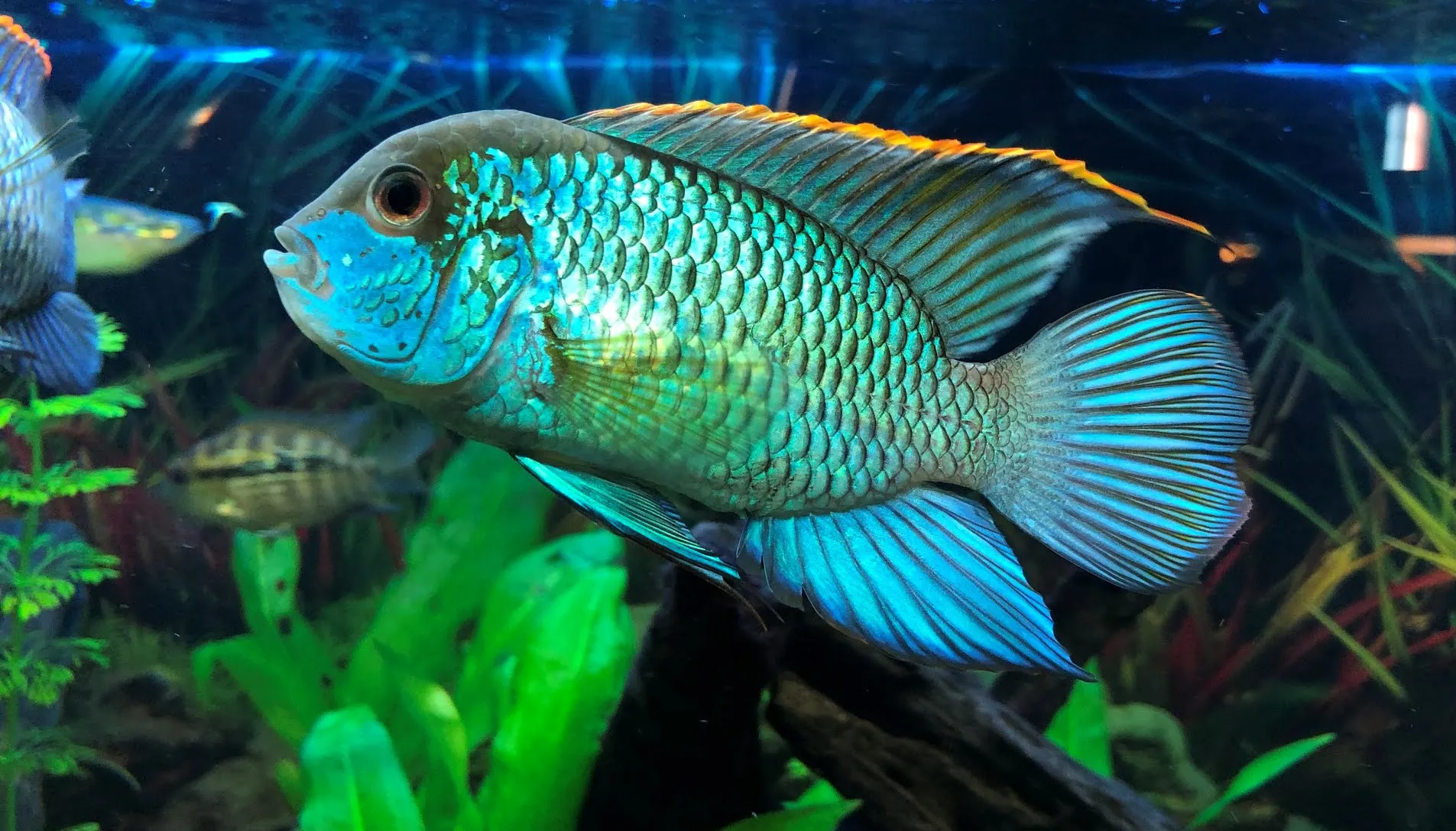 Andinoacara Pulcher Neon Blue 3-6 cm - Ciclide Acara Blu - Ciclidi Americani