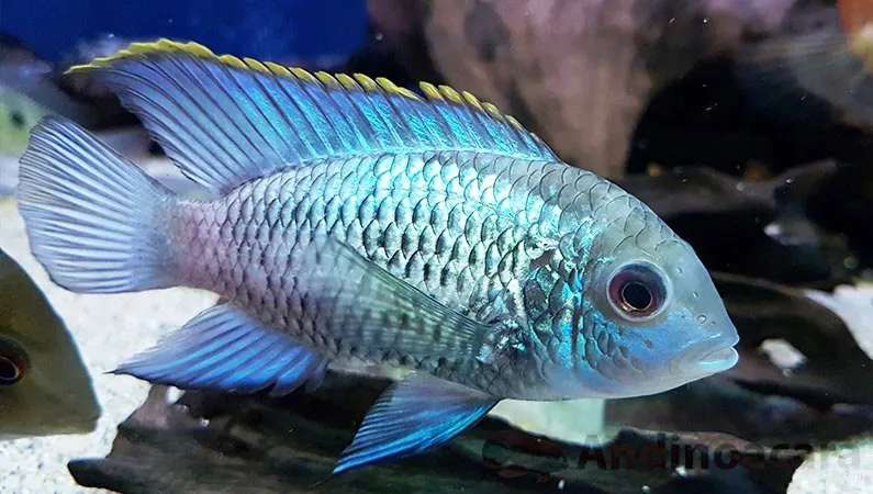 Andinoacara Pulcher Neon Blue 3-6 cm - Ciclide Acara Blu - Ciclidi Americani