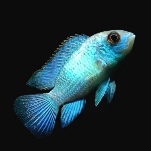 Andinoacara Pulcher Neon Blue 3-6 cm - Ciclide Acara Blu - Ciclidi Americani