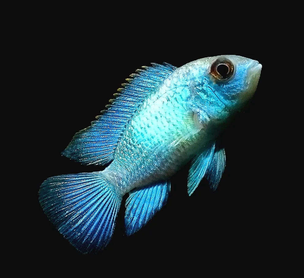 Andinoacara Pulcher Neon Blue 3-6 cm - Ciclide Acara Blu - Ciclidi Americani