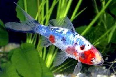 Blue Shubunkin, pesce rosso 5-7 cm - Carassius auratus Blu