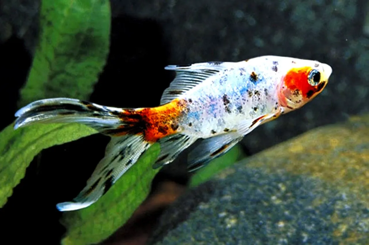 Blue Shubunkin, pesce rosso 5-7 cm - Carassius auratus Blu