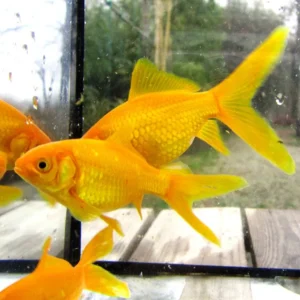 Canarino gold/golden comet, pesce rosso 5-7 cm - Carassius auratus