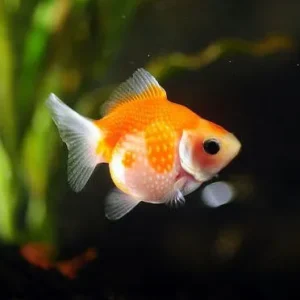 Orifiamma Chicco di riso 5-6 cm - Oranda perlato - Pesce rosso - Carassius auratus