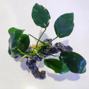 Anubias Nana su LEGNO sintetico in RESINA, pianta facile a foglia larga