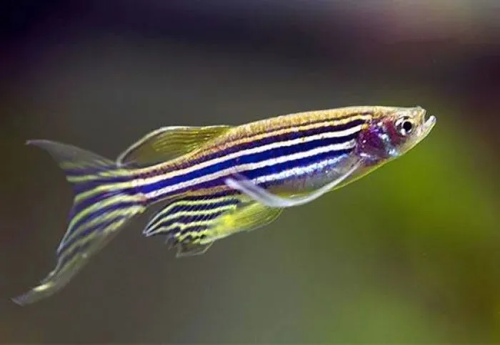 Brachydanio rerio LONG FIN - Danio Zebrato pinne lunghe 2-3 cm - Danio Zebra