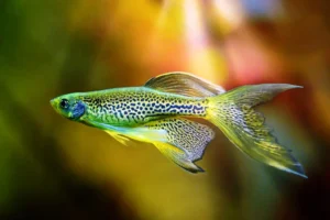Brachydanio Frankei LONG FIN - Leopard Danio pinne lunghe 2-3 cm - Danio Leopardato