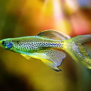 Brachydanio Frankei LONG FIN - Leopard Danio pinne lunghe 2-3 cm - Danio Leopardato