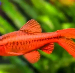 Barbus titteya red LONG FIN, Barbo ciliegia pinne lunghe, Puntius titteya 2-3 cm