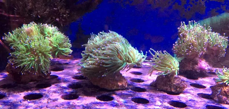 Euphyllia Glabrescens green torch punte rosa 1 calice - FOTO REALI - Corallo duro LPS facile