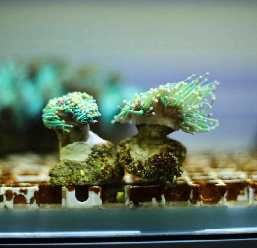 Euphyllia Glabrescens green torch punte rosa 1 calice - FOTO REALI - Corallo duro LPS facile