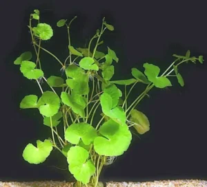 HYDROCOTYLE LEUCOCEPHALA, pianta rapida depurativa in vasetto