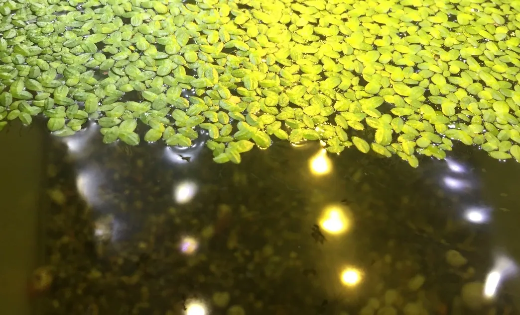 Pacchetto piante galleggianti depurative rapide per acquario o laghetto