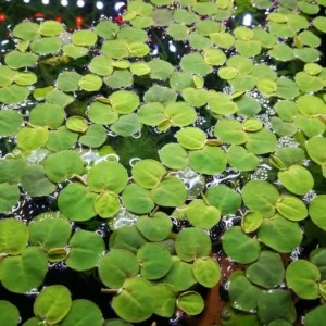 Pacchetto piante galleggianti depurative rapide per acquario o laghetto