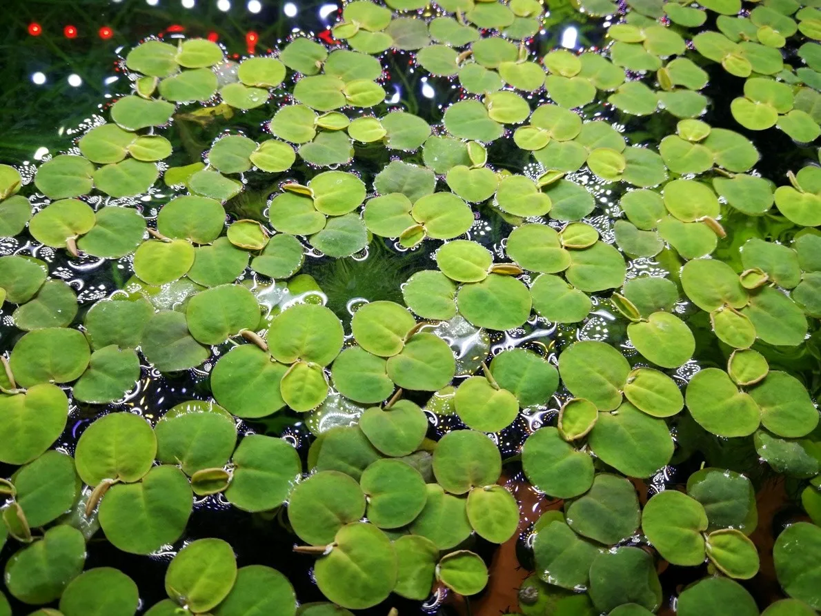Pacchetto piante galleggianti depurative rapide per acquario o laghetto