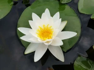 Ninfea Alba - Nymphaea rustica bianca di taglia media per laghetto