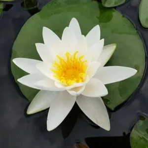 Ninfea Alba - Nymphaea rustica bianca di taglia media per laghetto