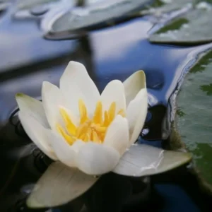 Ninfea Pygmaea Alba - Nymphaea rustica bianca di taglia nana per laghetto