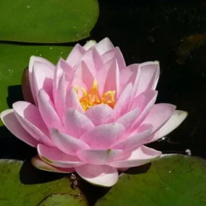 Ninfea Madame Wilfron Gonnere - Nymphaea rustica rosa di taglia media per laghetto