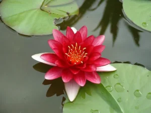 Ninfea Attraction - Nymphaea rustica rossa di taglia grande per laghetto
