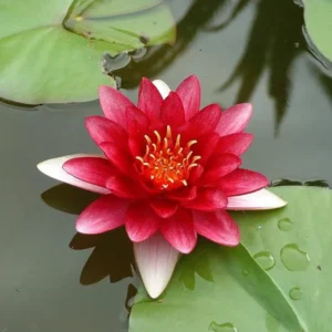 Ninfea Attraction - Nymphaea rustica rossa di taglia grande per laghetto