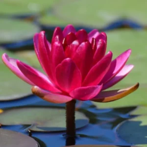 Ninfea Perry's Baby Red - Nymphaea rustica rosso magenta di taglia piccola per laghetto