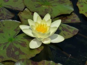 Ninfea Moorei - Nymphaea rustica gialla di taglia media per laghetto