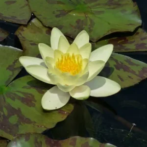 Ninfea Moorei - Nymphaea rustica gialla di taglia media per laghetto