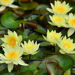 Ninfea Pygmaea Helvola - Nymphaea rustica gialla di taglia nana per laghetto