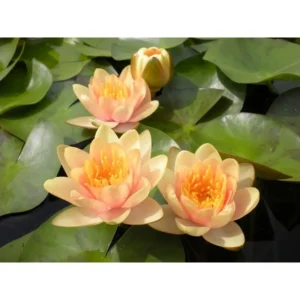 Ninfea Aurora - Nymphaea rustica cangiante da crema a rosa/arancio di taglia piccola per laghetto