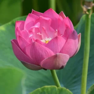 Fiore di Loto Red Children - Nelumbo rosa carico di taglia nano-piccolo per laghetto