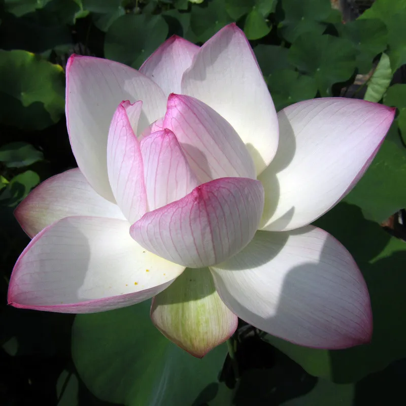 Fiore di Loto Chawan Basù - Nelumbo giallo chiaro con punte rosa di taglia nano-piccola per laghetto