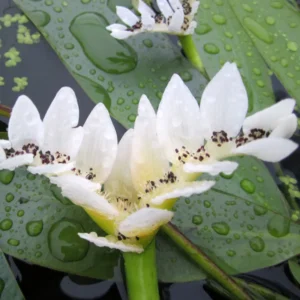 Aponogeton distachyos - Biancospino d'acqua detto anche Ninfea di Natale taglia media per laghetto