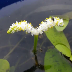 Aponogeton desertorum - Biancospino d'acqua pianta rara taglia media per laghetto simile a ninfea