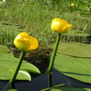 Nuphar Lutea - Nannufaro Giallo - pianta simile alle ninfee per laghetto
