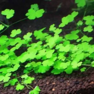 HYDROCOTYLE TRIPARTITA O JAPAN, pianta da aquascaping