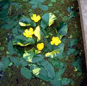 Nuphar Pumila Variegata - pianta simile alle ninfee taglia media con fiore giallo per laghetto