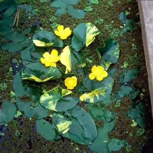 Nuphar Pumila Variegata - pianta simile alle ninfee taglia media con fiore giallo per laghetto