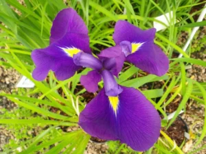 Iris Ensata kaempferi - Giaggiolo acquatico - pianta palustre taglia media con fiore viola per laghetto