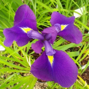 Iris Ensata kaempferi - Giaggiolo acquatico - pianta palustre taglia media con fiore viola per laghetto