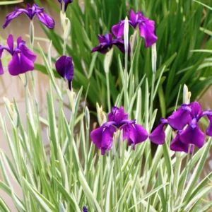 Iris Ensata Variegata kaempferi - Giaggiolo acquatico - pianta palustre taglia media con fiore viola per laghetto