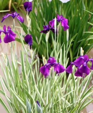 Iris Ensata Variegata kaempferi - Giaggiolo acquatico - pianta palustre taglia media con fiore viola per laghetto