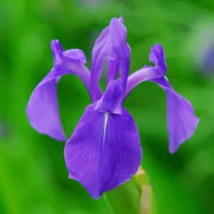 Iris Laevigata - Giaggiolo acquatico - pianta palustre taglia media con fiore blu violaceo per laghetto