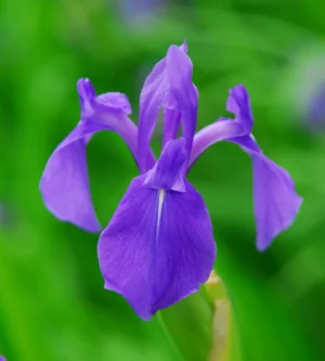 Iris Laevigata - Giaggiolo acquatico - pianta palustre taglia media con fiore blu violaceo per laghetto