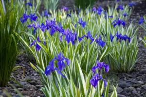 Iris Laevigata Variegata - Giaggiolo acquatico - pianta palustre taglia media con fiore blu violaceo per laghetto